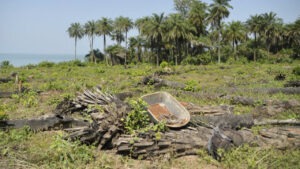 Article : Le gouvernement b&eacute;ninois face &agrave; la d&eacute;forestation